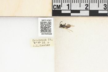 Media type: image;   Entomology 769588 Aspect: Labels